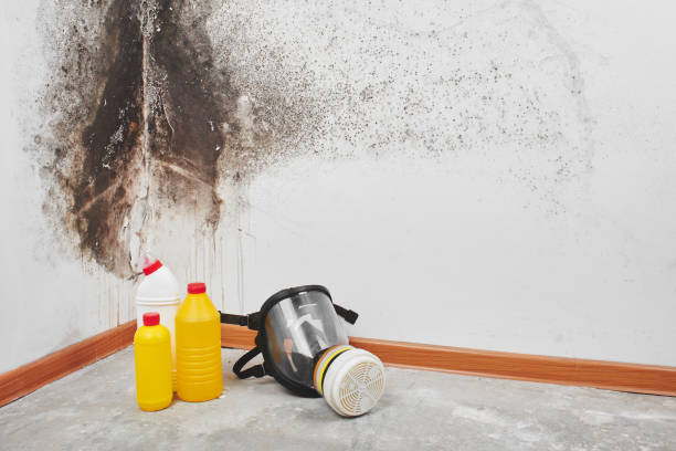 Best Certified Mold Removal  in Watsonville, CA