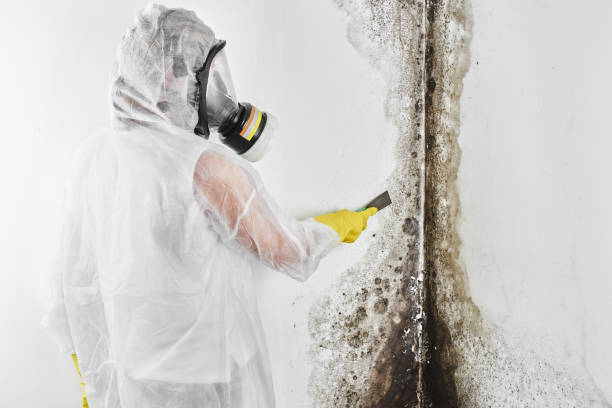 Best Mold Damage Repair  in Watsonville, CA