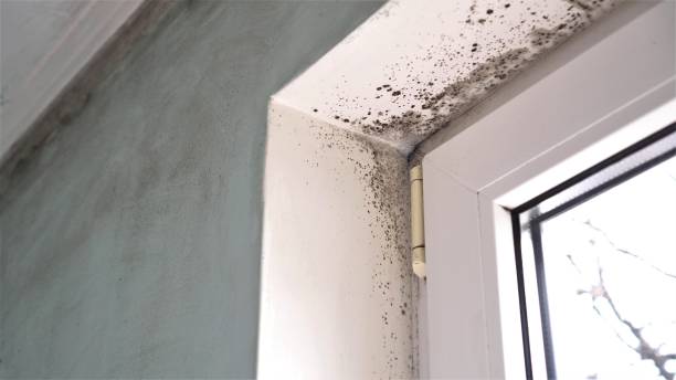 Professional Mold Removal in Watsonville, CA