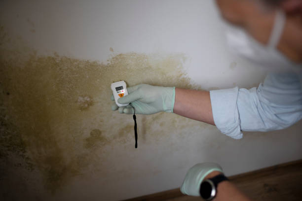 Best Local Mold Removal Service  in Watsonville, CA