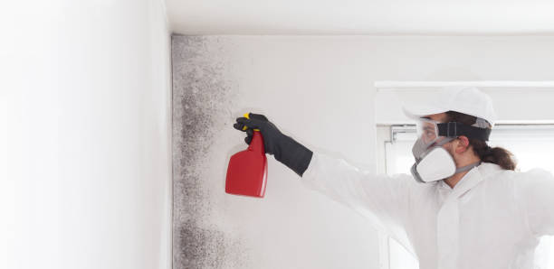 Best Mold Remediation  in Watsonville, CA