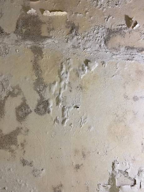 Best Fast Mold Removal  in Watsonville, CA