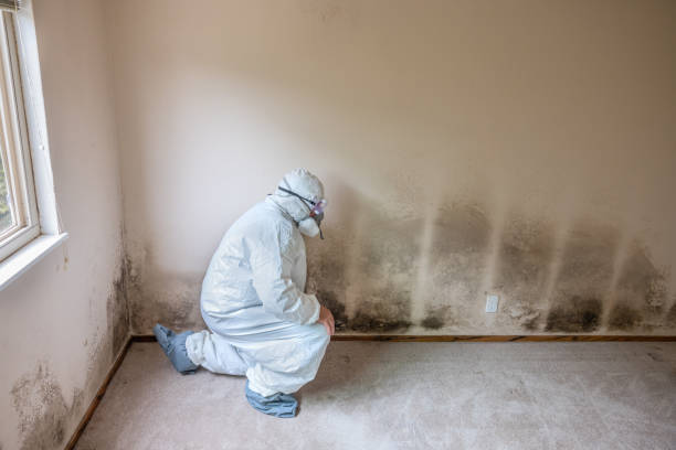 Best Mold Testing and Removal  in Watsonville, CA
