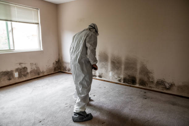 Best Mold Damage Repair  in Watsonville, CA