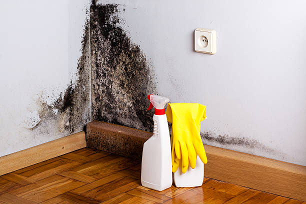Best Same-Day Mold Removal  in Watsonville, CA