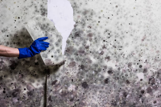 Best Crawl Space Mold Removal  in Watsonville, CA