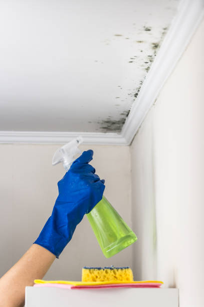 Best Professional Mold Removal  in Watsonville, CA