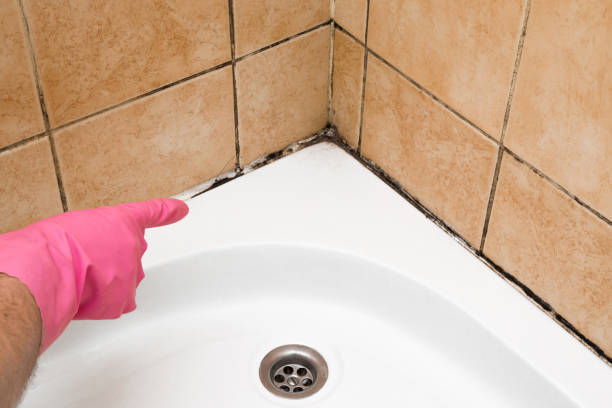 Best Toxic Mold Removal  in Watsonville, CA