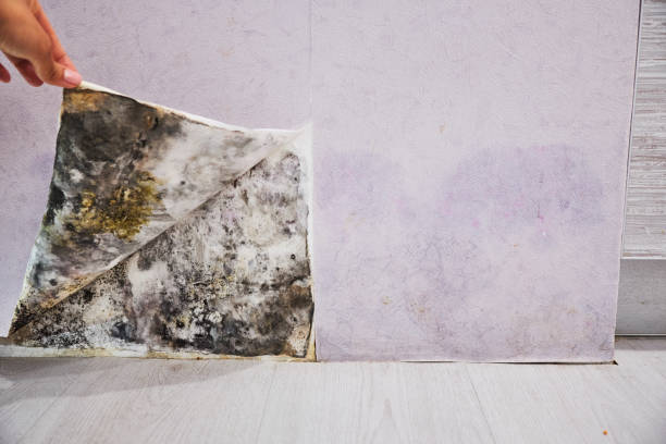 Best Mold Removal Near Me  in Watsonville, CA
